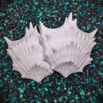 Black Murex Shell Set Blank plastic fake faux shell set from IDfabrications ID Fabrications for cosplay DIY crafting mermaid tops and merfolk accessories shells bra mermaidtop siren