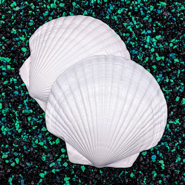 Blank plastic fake faux shell set from IDfabrications ID Fabrications for cosplay DIY crafting mermaid tops and merfolk accessories shells bra mermaidtop siren Scallop