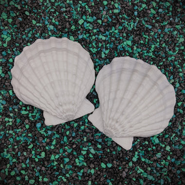 Blank plastic  shell sets from IDfabrications ID Fabrications for cosplay crafting mermaid tops and merfolk accessories seashells Small Lion Paw Shell Set