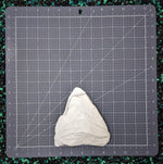 Megalodon tooth