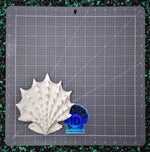 Spiny Jewelbox Shell Set