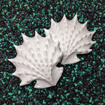 Spiny Jewelbox Shell Set
