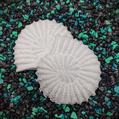 Blank plastic shell set from IDfabrications ID Fabrications for cosplay crafting mermaid tops and merfolk accessories Seashell fossil ammonite