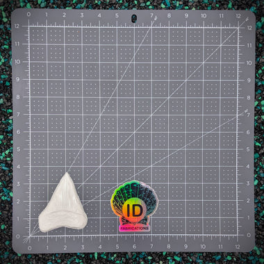 Blank plastic fake faux shell set from IDfabrications ID Fabrications for cosplay DIY crafting mermaid tops and merfolk accessories shells bra mermaidtop siren Megalodon tooth fossil