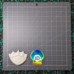 Blank plastic fake faux shell set from IDfabrications ID Fabrications for cosplay DIY crafting mermaid tops and merfolk accessories shells bra mermaidtop siren Shorline Set tri fin creature from the black lagoon