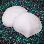 Release the Kraftin' Pismo Clam Shell Set