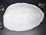 Hawksbill sea turtle shell blank and ready to create mermaid tops and accessories  IDfabrications