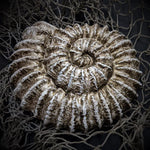 Blank plastic Ammonite fossil shell set from IDfabrications ID Fabrications for cosplay crafting mermaid tops and merfolk accessories
