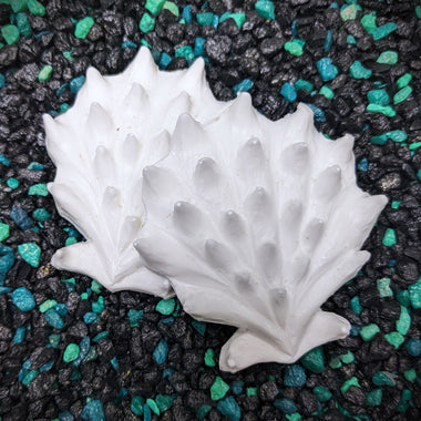 Release the Kraftin' Small Spiny Jewelbox Shell Set