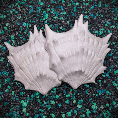 Black Murex Shell Set Blank plastic fake faux shell set from IDfabrications ID Fabrications for cosplay DIY crafting mermaid tops and merfolk accessories shells bra mermaidtop siren