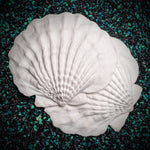  Blank plastic shell set from IDfabrications ID Fabrications for cosplay crafting mermaid tops and merfolk accessories Giant Lion Paw Shell Set