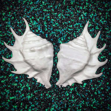 Blank plastic shell set from IDfabrications ID Fabrications for cosplay crafting mermaid tops and merfolk accessories Spider Conch Shell Set spiny horns