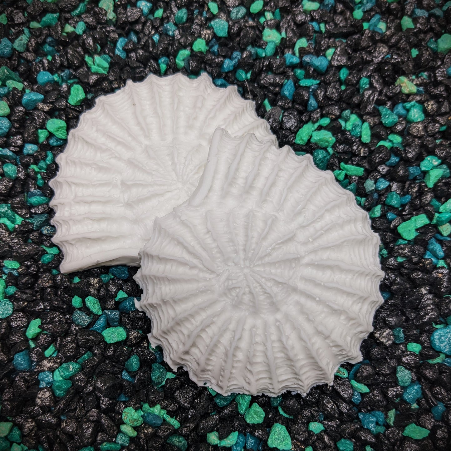 Small Ammonite Shell Set