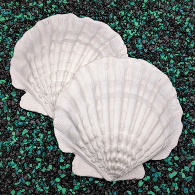 Lion Paw Shell Set white plastic resin seashell sea ocean shells on teal blue black aquarium rocks ID Fabrications